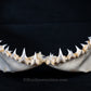 Juvenile Great White Shark Jaw with DATA 5'7" ex Dr. Gordon Hubbell