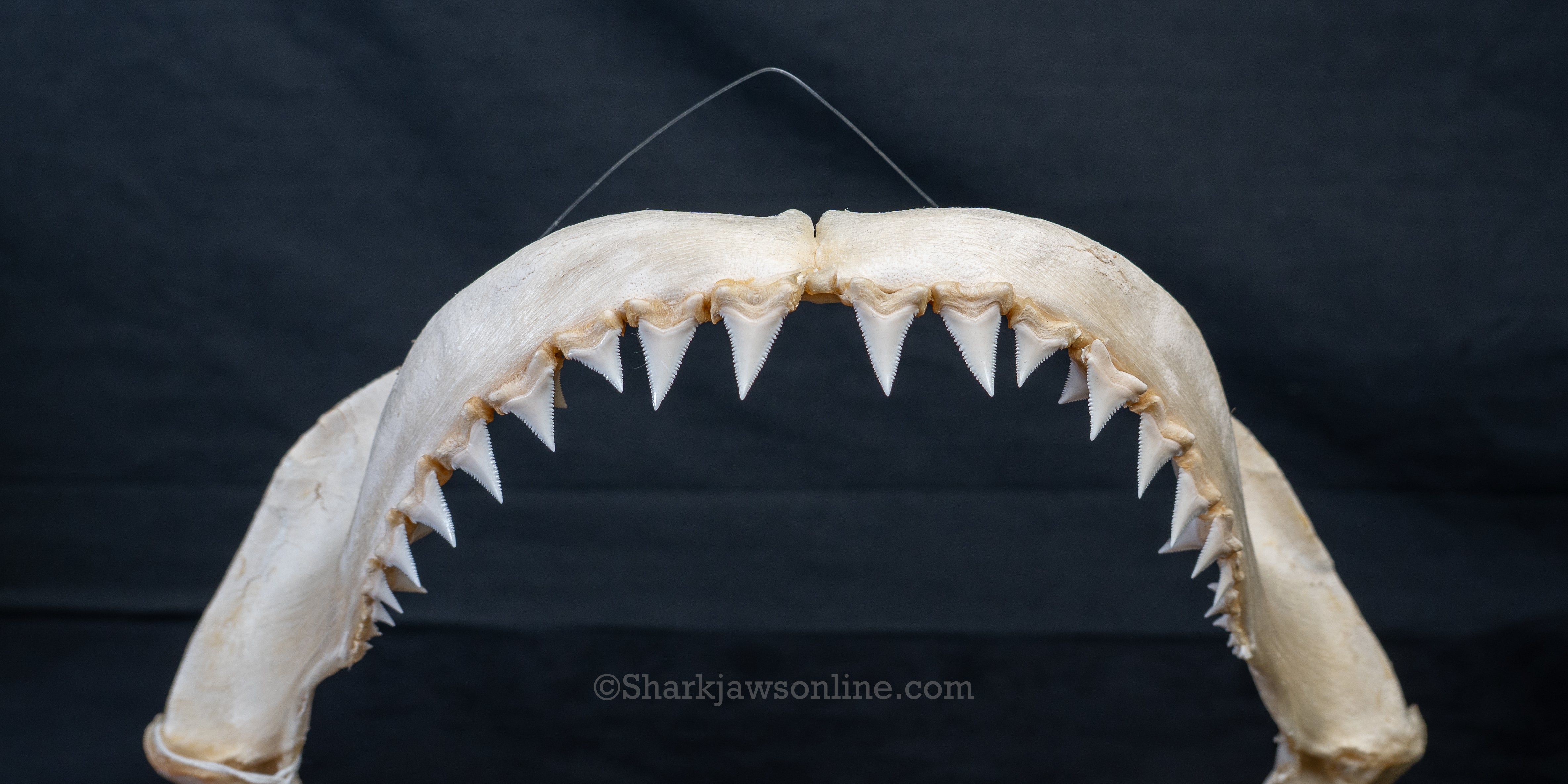 Juvenile Great White Shark Jaw with DATA 5'7