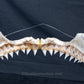 Juvenile Great White Shark Jaw with DATA 5'7" ex Dr. Gordon Hubbell