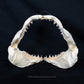 Juvenile Great White Shark Jaw with DATA 5'7" ex Dr. Gordon Hubbell