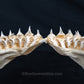 Juvenile Great White Shark Jaw with DATA 5'7" ex Dr. Gordon Hubbell