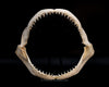 Grey Reef Shark Jaw Female
