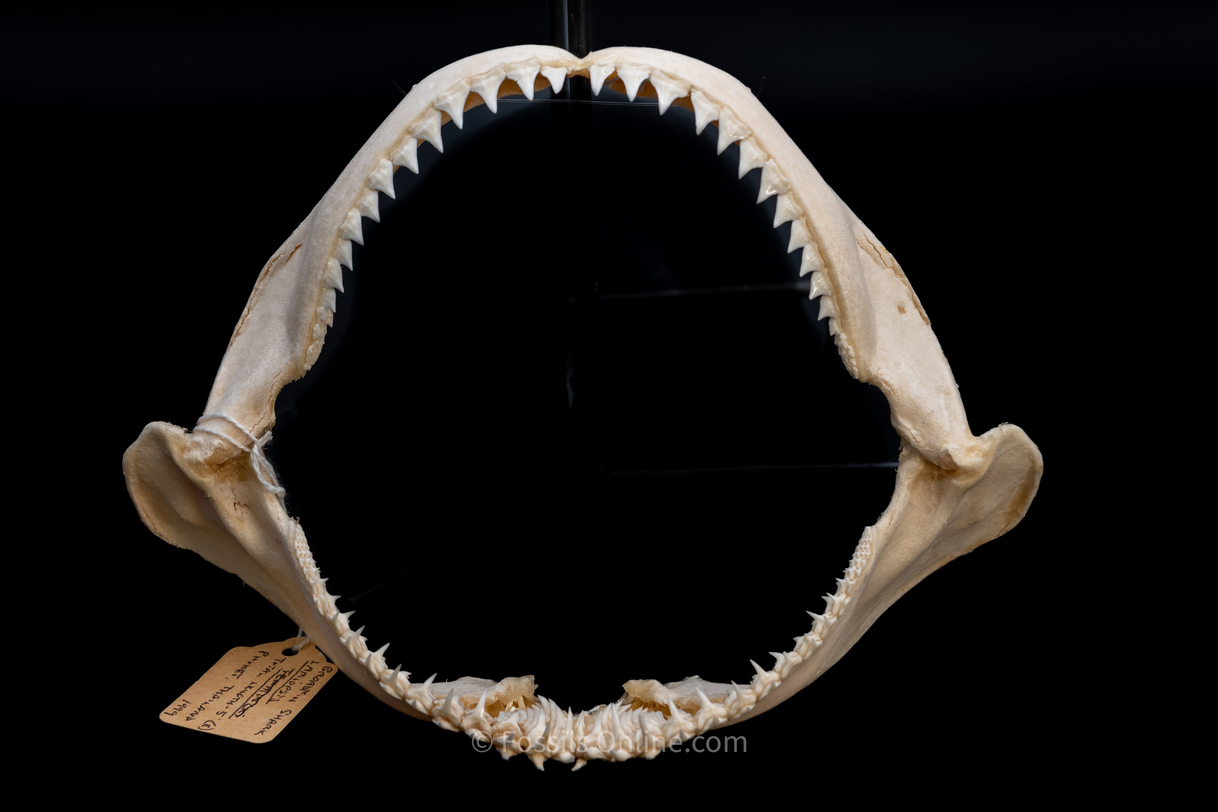 Borneo Broadfin Shark Jaw – Shark Jaws Online