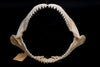 Borneo Broadfin Shark Jaw