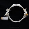 Spiny Dogfish Jaw w/data