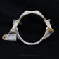 Spiny Dogfish Jaw w/data