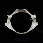 Spiny Dogfish Jaw w/data