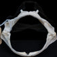Lowfin Gulper Shark Jaw w/data ex Dr. Gordon Hubbell