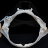 Lowfin Gulper Shark Jaw w/data ex Dr. Gordon Hubbell