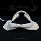 Lowfin Gulper Shark Jaw w/data ex Dr. Gordon Hubbell