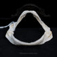 Lowfin Gulper Shark Jaw w/data ex Dr. Gordon Hubbell