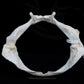 Lowfin Gulper Shark Jaw w/data ex Dr. Gordon Hubbell