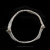 Longnose hound-shark jaw w/data ex Dr. Gordon Hubbell