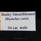 Dusky Smooth-Hound Jaw w/data