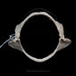 Mexican Smooth-Hound Jaw w/data