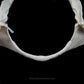 Mexican Smooth-Hound Jaw w/data