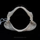 Starspotted Smooth-Hound Jaw w/data