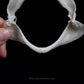 Starspotted Smooth-Hound Jaw w/data