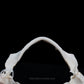 Starspotted Smooth-Hound Jaw w/data