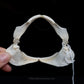 Starspotted Smooth-Hound Jaw w/data
