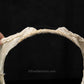 Greenland Shark Jaw W/Data