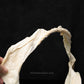 Greenland Shark Jaw W/Data