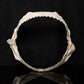 Prickly Shark Jaw W/Data