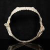 Prickly Shark Jaw W/Data