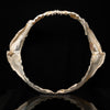 XLG 27" Bluntnose Sixgill Shark Jaw