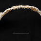 XLG 27" Bluntnose Sixgill Shark Jaw