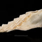 XLG 27" Bluntnose Sixgill Shark Jaw