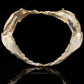 XLG 27" Bluntnose Sixgill Shark Jaw