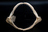 Finetooth Shark Jaw