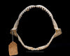 Grey Reef Shark Jaw