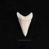 Modern Great White Tooth 2.40"