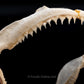Broadfin Shark Jaw