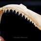 Broadfin Shark Jaw