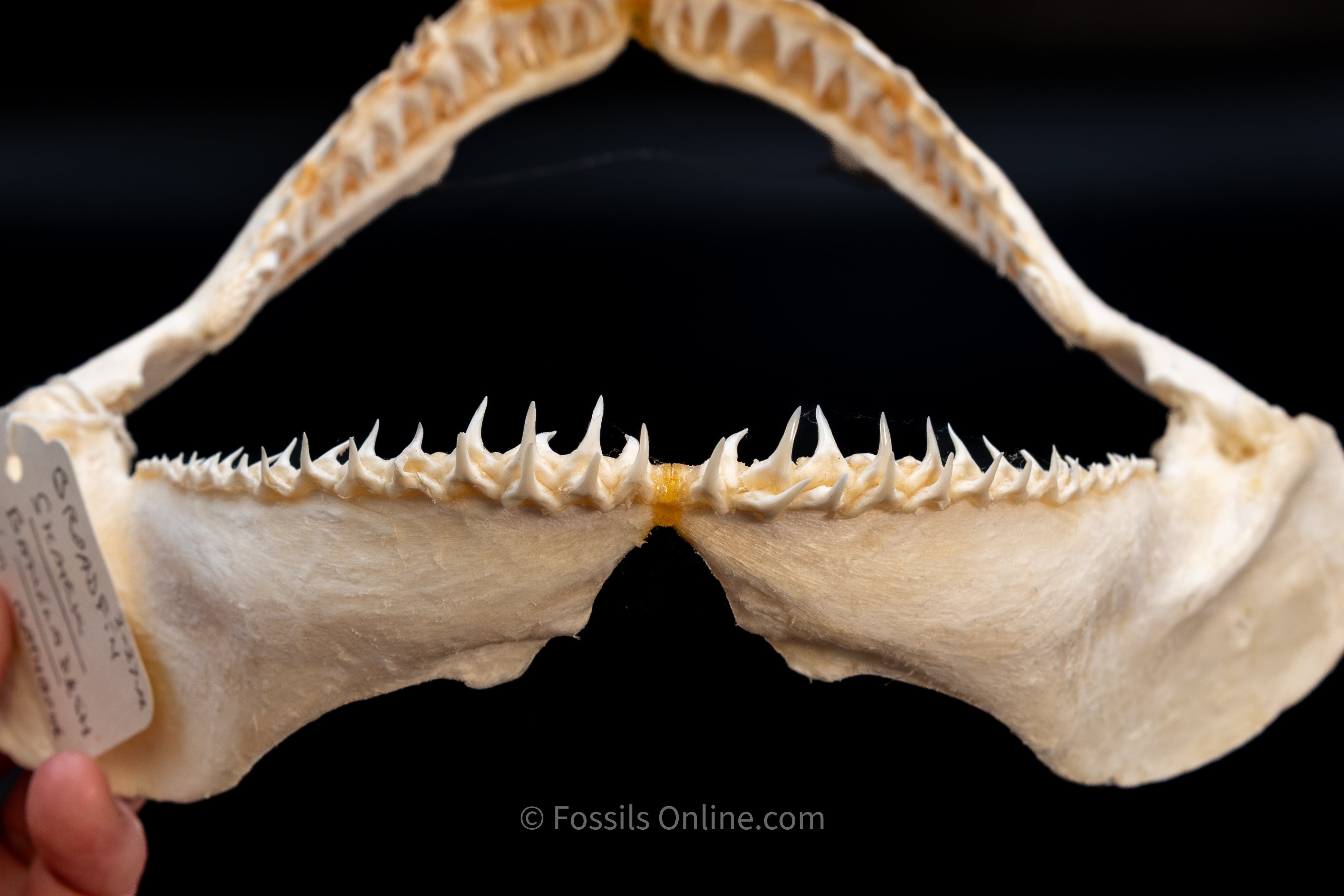 Broadfin Shark Jaw – Shark Jaws Online