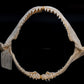 Broadfin Shark Jaw