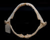 Broadfin Shark Jaw