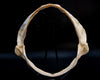 Pacific Sleeper Shark Jaw