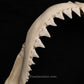 XXL Great White Shark Jaw with DATA 15'6.5" ex Dr. Gordon Hubbell