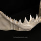 XXL Great White Shark Jaw with DATA 15'6.5" ex Dr. Gordon Hubbell