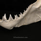 XXL Great White Shark Jaw with DATA 15'6.5" ex Dr. Gordon Hubbell