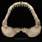 XXL Great White Shark Jaw with DATA 15'6.5" ex Dr. Gordon Hubbell