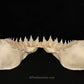 XXL Great White Shark Jaw with DATA 15'6.5" ex Dr. Gordon Hubbell