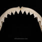XXL Great White Shark Jaw with DATA 15'6.5" ex Dr. Gordon Hubbell