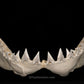 XXL Great White Shark Jaw with DATA 15'6.5" ex Dr. Gordon Hubbell