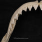 XXL Great White Shark Jaw with DATA 15'6.5" ex Dr. Gordon Hubbell