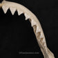 XXL Great White Shark Jaw with DATA 15'6.5" ex Dr. Gordon Hubbell